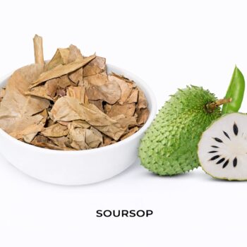 Soursop (Annona muricata)